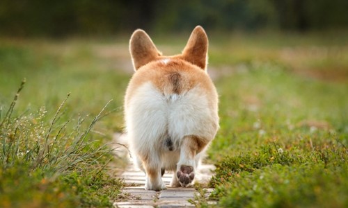 Waarom schuurt een hond zijn kont over de grond?