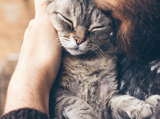 amusement Industrieel Bacteriën De voordelen van hypoallergeen kattenvoer