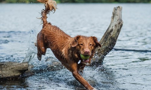 Afbeelding Waterpret