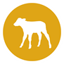 Kalf