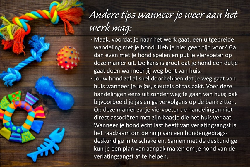 alleen-zijn-hond-opbouwen