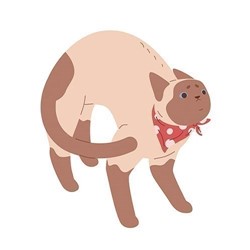scared-body-posture-cat