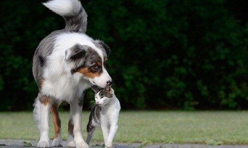 goede kennismaking hond en kat