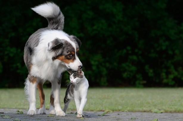 Hoe zorg je voor een kennismaking jouw hond en kat?