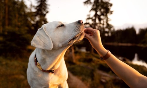 ondergewicht voor de honden