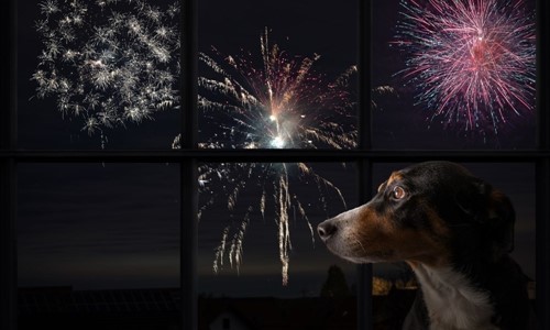 Vuurwerkangst bij huisdieren