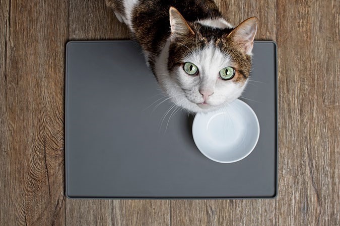 Belastingen gebonden Confronteren Wat is beter voor een kat, natvoer of droogvoer?