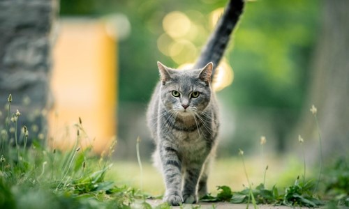 10 tips om je kat veilig voor het eerst naar buiten te laten gaan