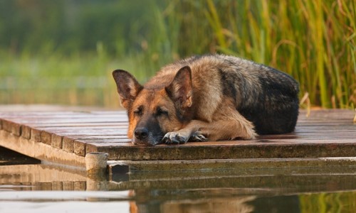 hoeveel slaap heeft hond nodig?