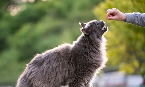 Wat Mag Een Kat Wel En Niet Eten