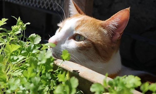 Welke Planten Zijn Niet Giftig Voor Katten
