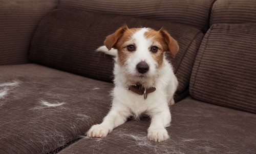 overmatig verharen bij honden