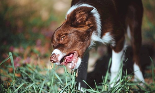 hond gras eten