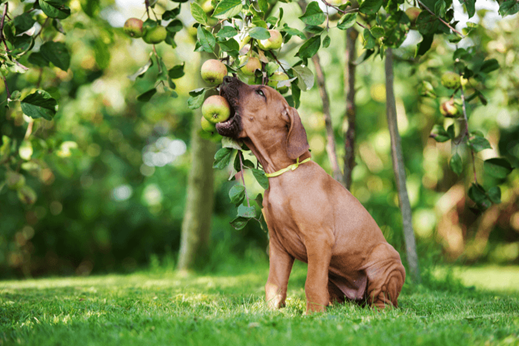 Ten einde raad Installatie naar voren gebracht Wat mag een hond wel en niet eten