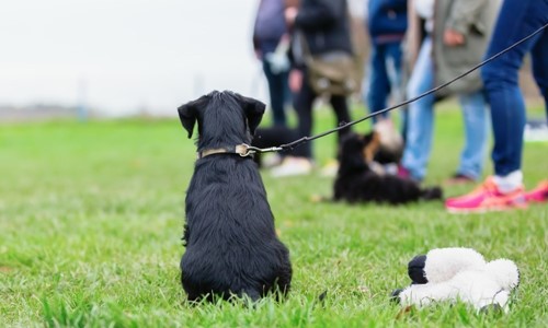 belang puppycursus