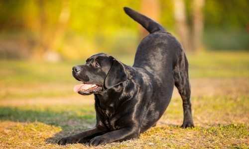 lichaamstaal honden