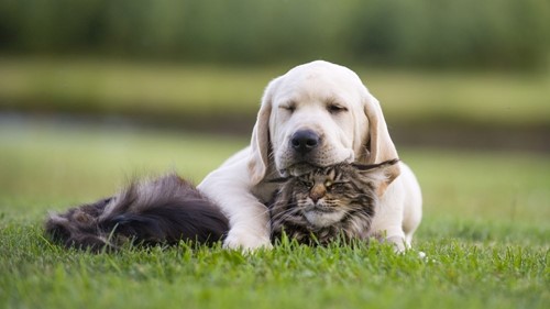 In zicht Optimistisch Schijn Waarom goedkoop duurkoop is als het gaat om honden- en kattenvoeding