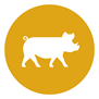 Wild Zwijn
