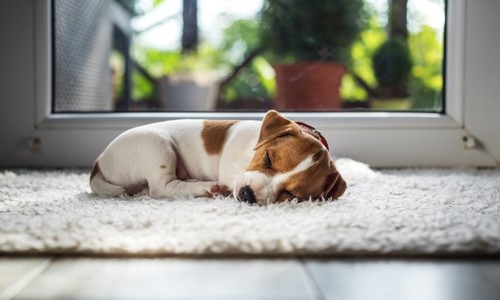 puppy in huis