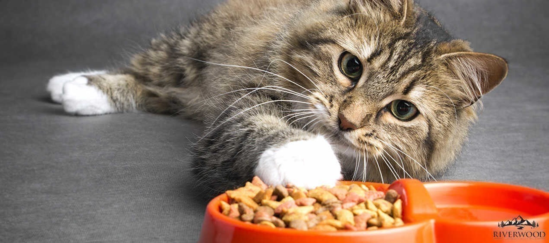 Mijn kat eet niet! 7 tips die je kunnen helpen Riverwood Petfood
