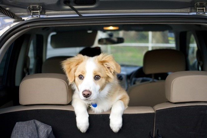 Hund im Auto: 5 Fragen und Antworten - Issn' Rüde! - Hunde News