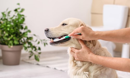 Hoe verzorg je het gebit van een hond?