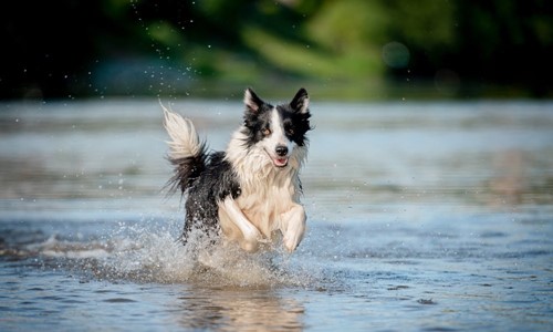 stinkende honden