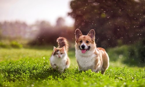 overgewicht honden