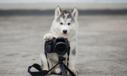 huisdierenfotografie